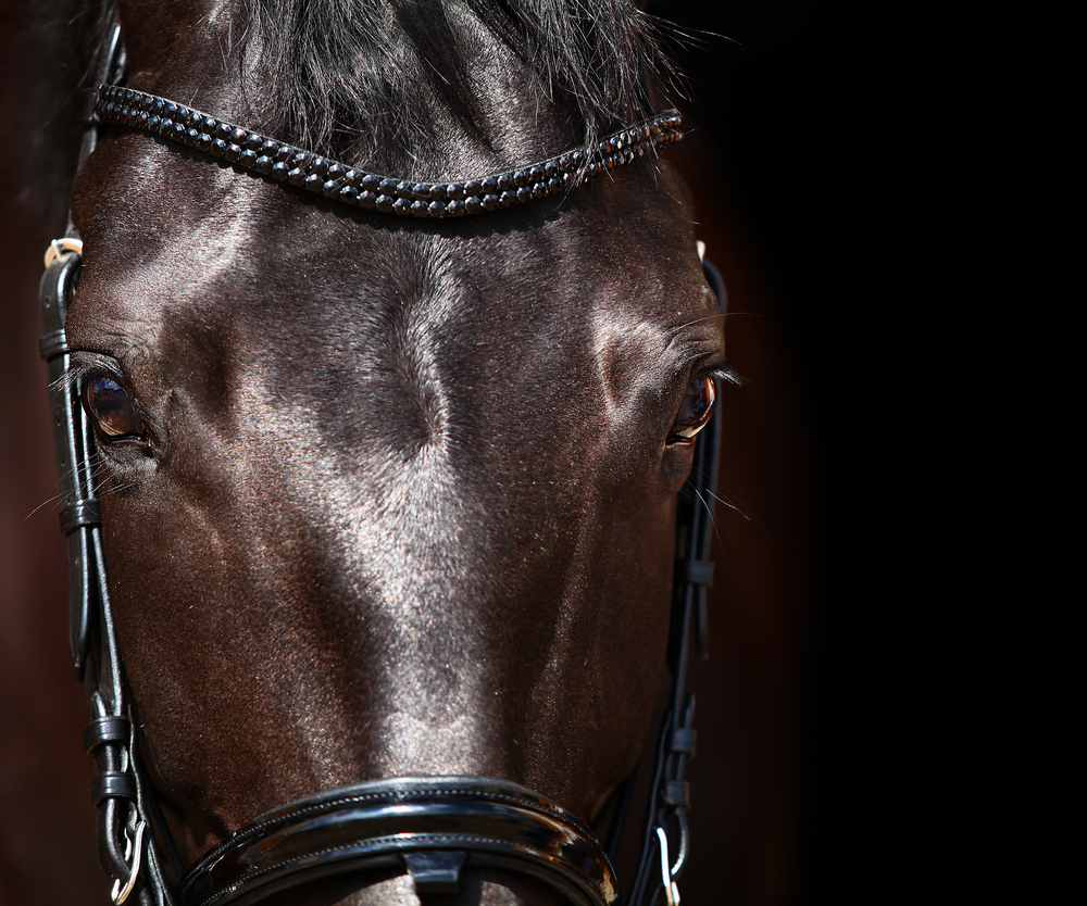 The Horse as an Athlete
