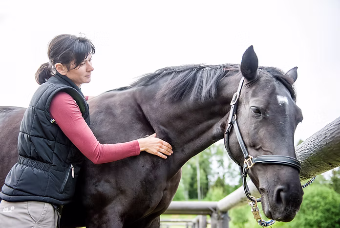 Hands examining a horse’s back during a physical assessment outdoors.