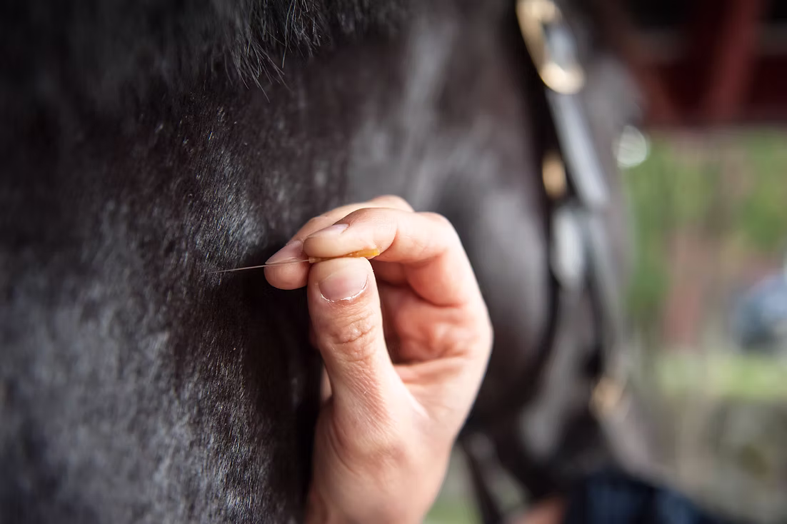 Diagram showing acupuncture points on a horse
