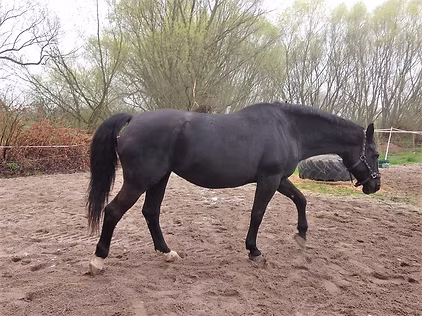 Warmblood mare Amalfa being examined in a stable, used as illustration for the case report.