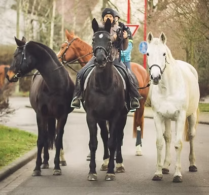 Horse in different situations in the stable and outdoors, used as illustration for case reports.