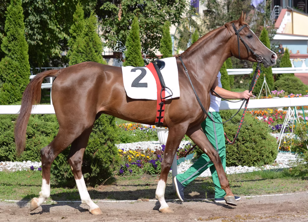 Horse being walked in-hand, illustrating careful, gradual rehabilitation.